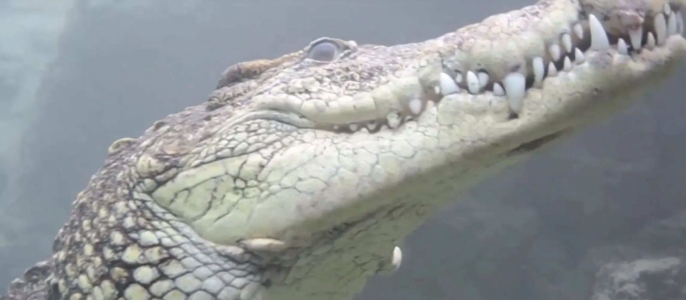 Así es el peligroso cocodrilo que tiene en vilo a los vecinos de Pesqueruela (Valladolid) 1 Anotación 2020 06 08 12iii1108