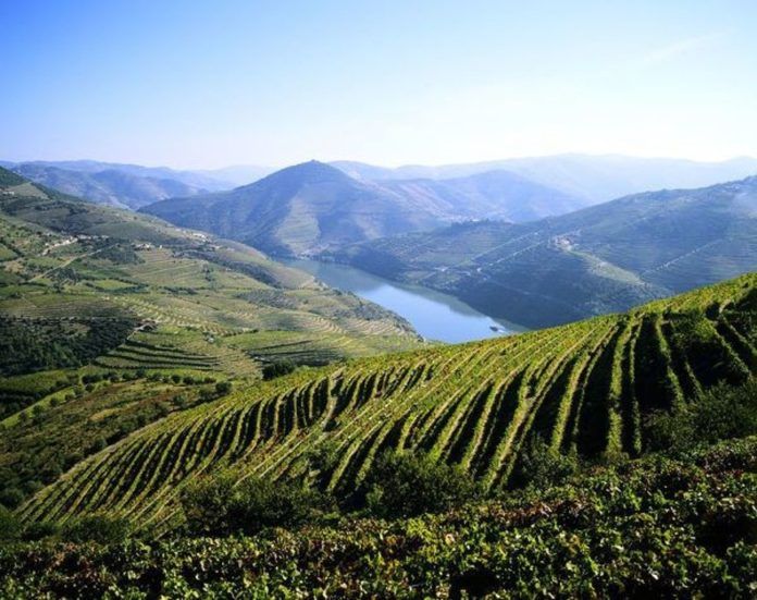 vinas de quinta do infantado