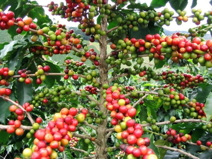 Coffea arabica. Foto Wikipedia 1024x768 1