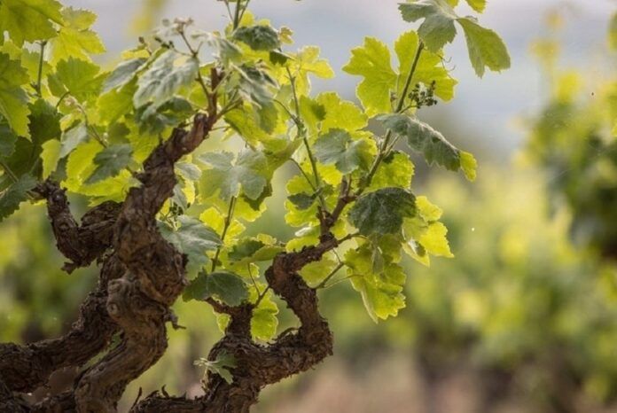 vina de uvas para elaborar cava