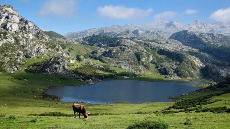 pradera vaca montañas viajes