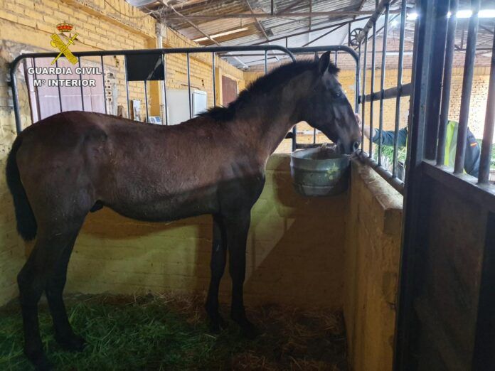 suben a 84 los casos de fiebre del nilo detectados en caballos en andalucia