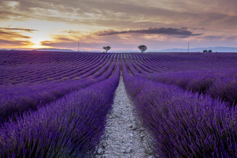 lavanda