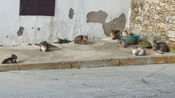 gatos en campisalabos