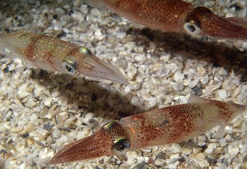 2 The longfin inshore squid Doryteuthis pealeii Credit Roger Hanlon kBUG 510x349@abc