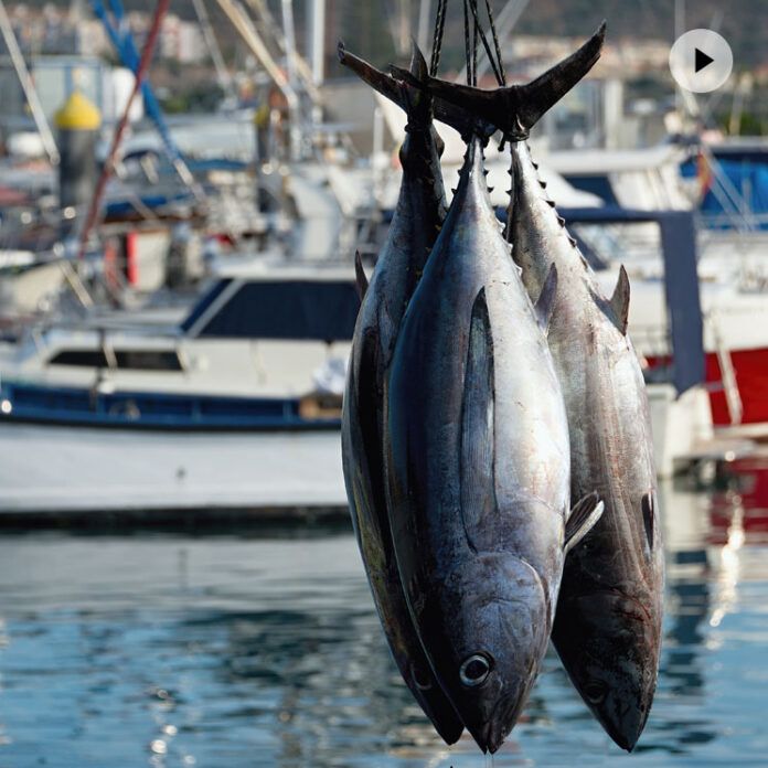 atun rojo almadraba ronqueo barbate partes m