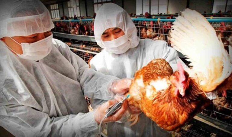 china alerta gripe aviar h5n8 europa rebaja riesgo 1011