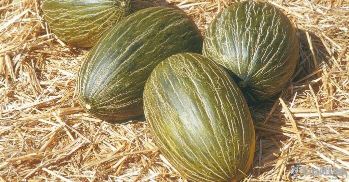 tomelloso foro frutas verduras fundacion dieta mediterranea