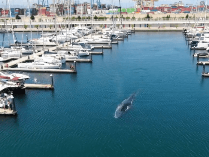 ballena atrapada en el club nautico de valencia