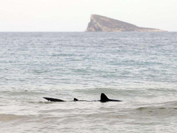 aparece desorientada una tintorera en aguas de una playa de benidorm