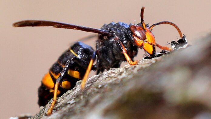 asi es la avispa velutina o asiatica el insecto que ha hecho saltar las alarmas en galicia