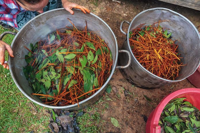 droga ayahuasca el alucinogeno de moda 1