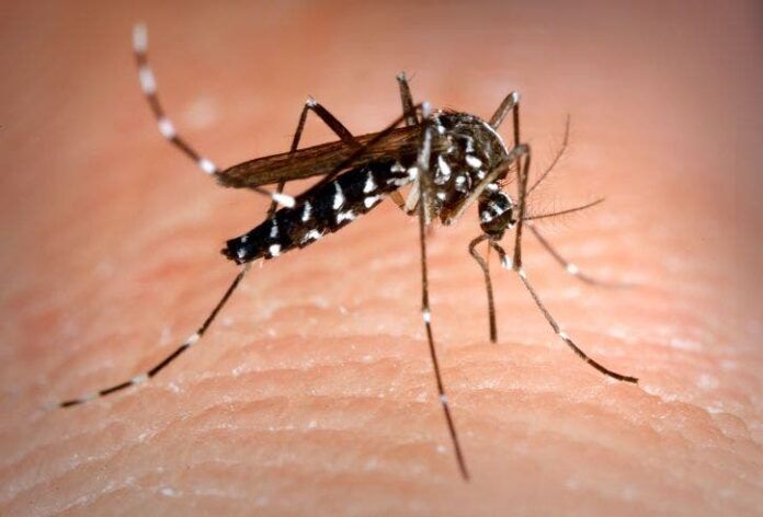 Tiger mosquito