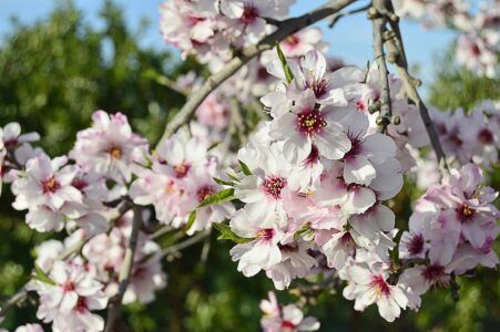 almendro en flor