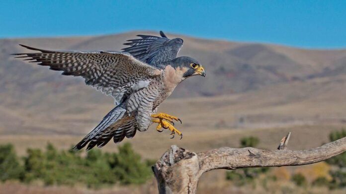 halcon peregrino caza