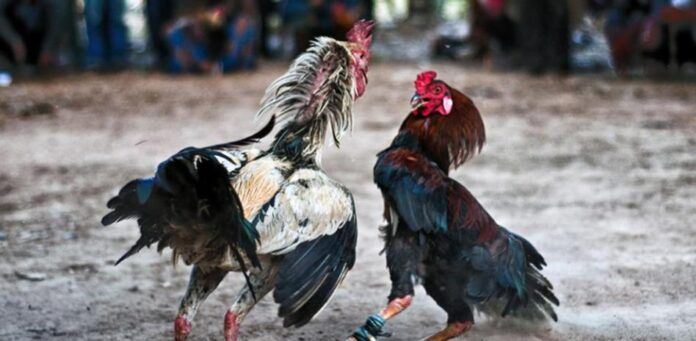 pelea de gallos