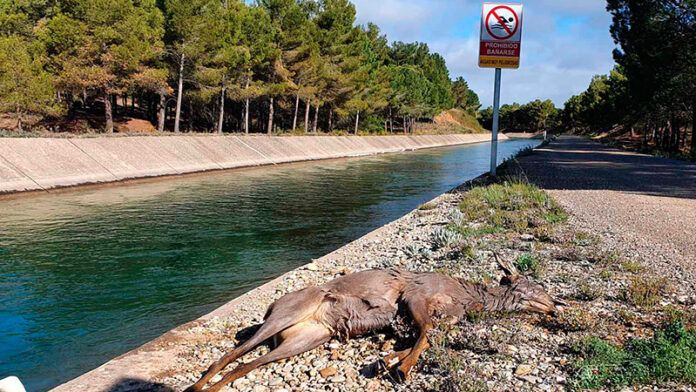 canal Cuenca obligado rampas fauna