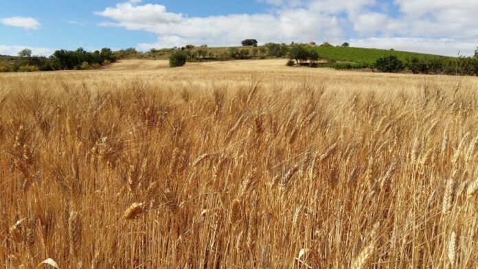 cereales campo trigo