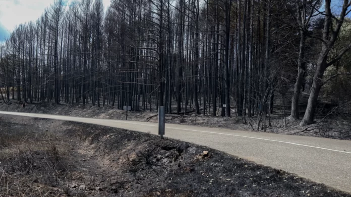 incendio sierra culebra 98