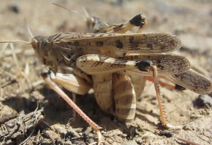 langosta mediterranea