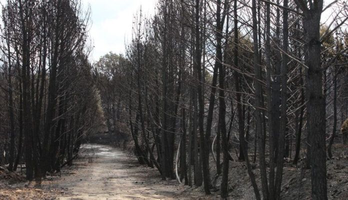 sierra de la culebra tras el incendio zamora