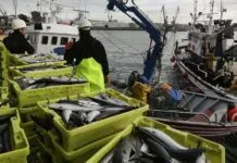 pescador pesquero barco galicia pescado