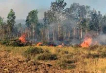 INCENDIO forestal