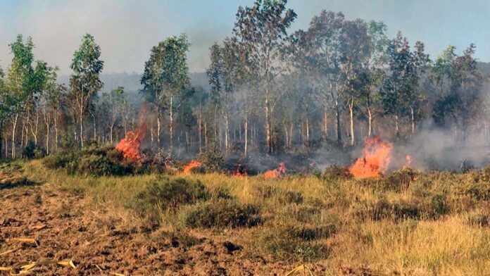 INCENDIO forestal