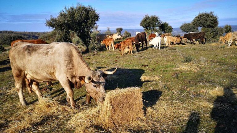 ganaderos ganado vacas