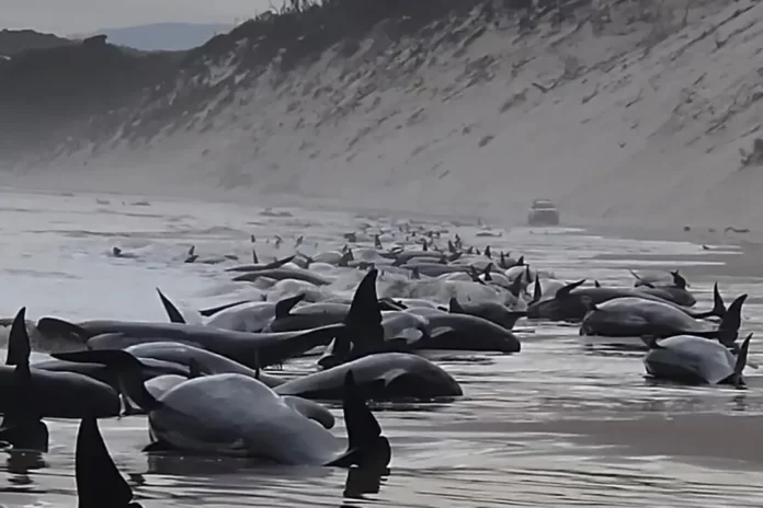 ballenas mueren australia