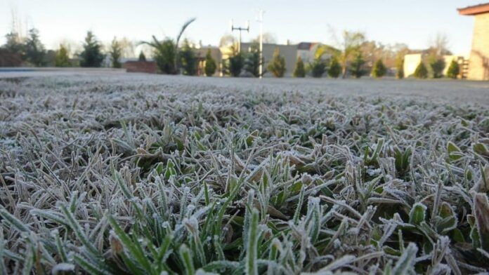 Cristales de hielo sobre plantas helada