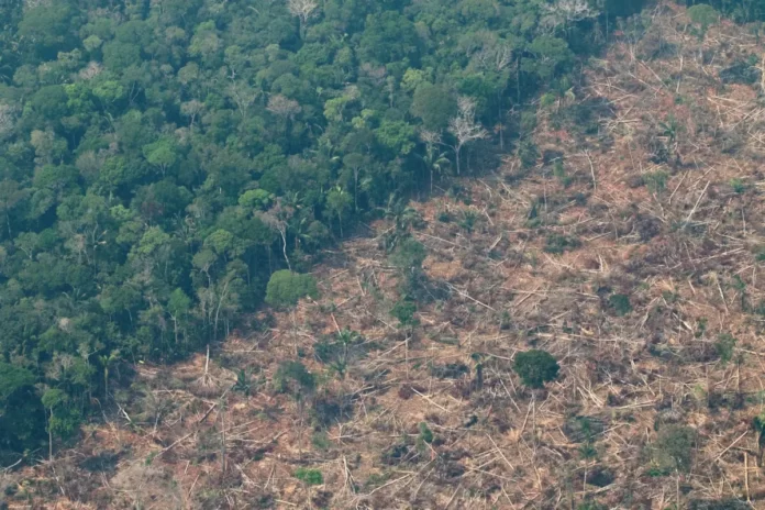 amazonas deforestacion corte arboles