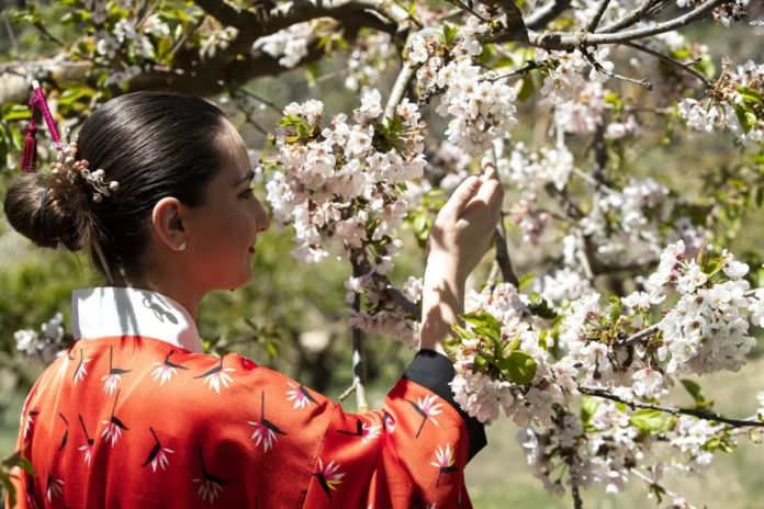 ESPANA FESTIVAL SAKURA