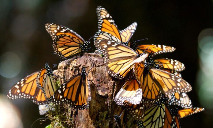 MARIPOSAS MONARCA