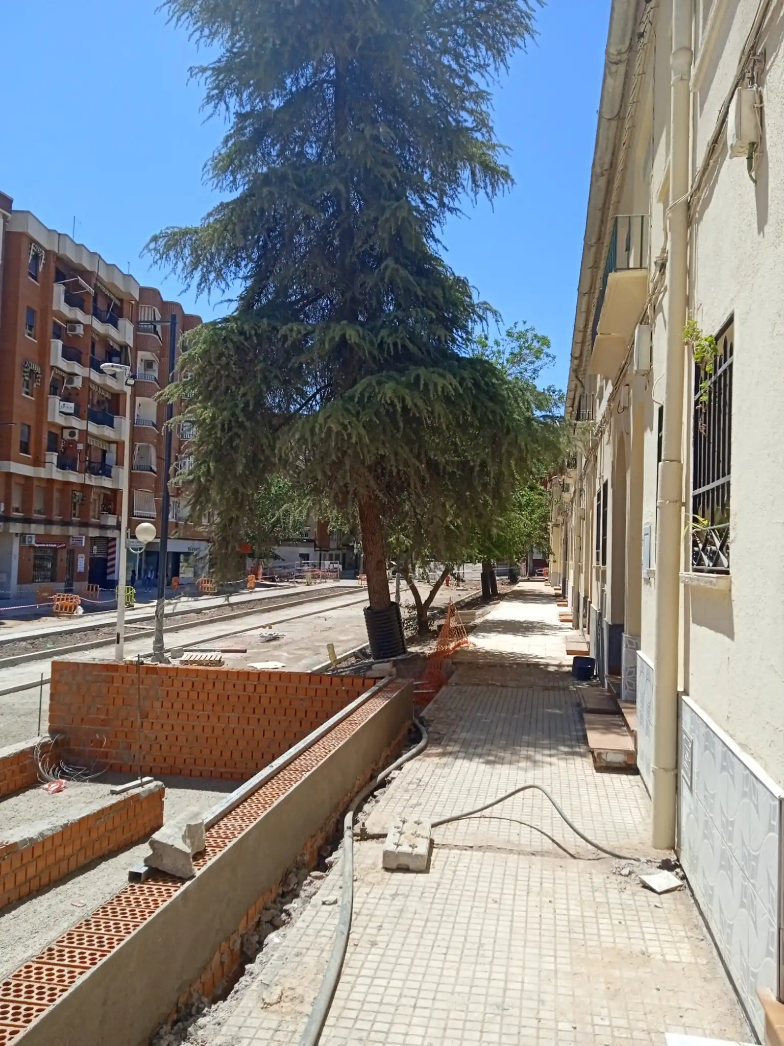 CLM: Peligro Latente, Caída de Árboles en la Calle Ancha de Puertollano 1 Imagen de WhatsApp 2023 05 13 a las 13.45p.28