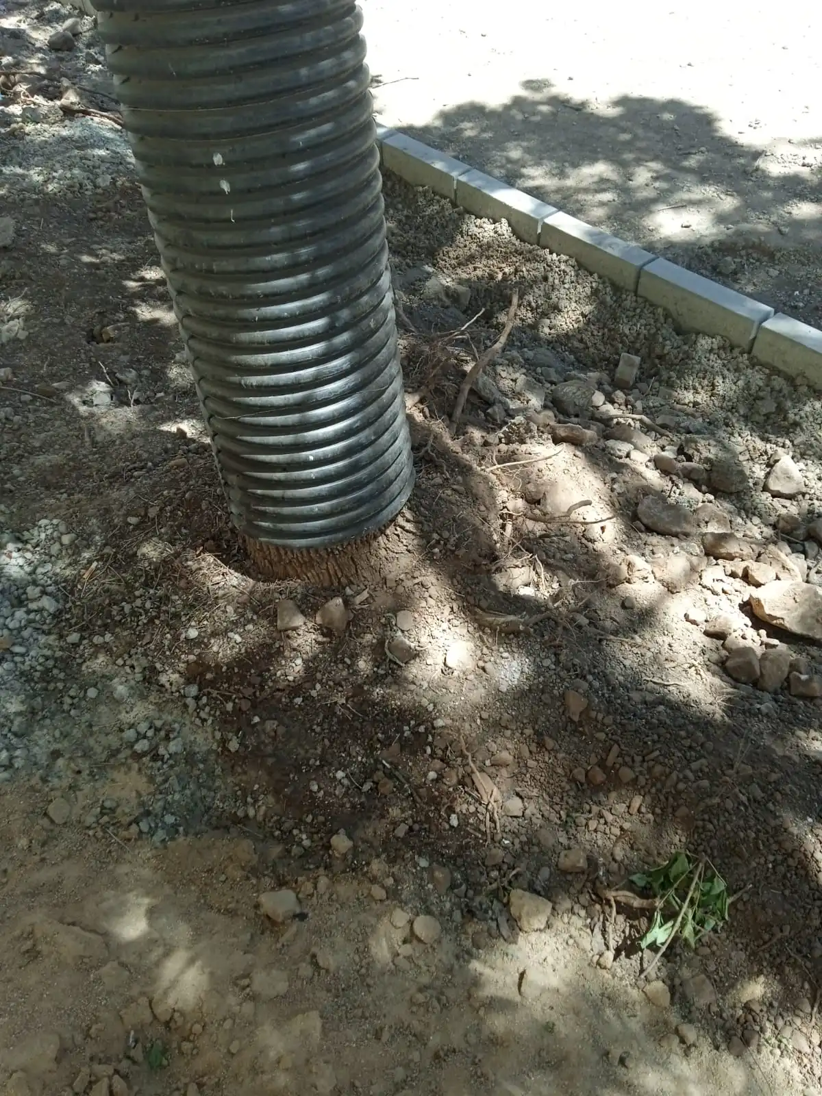 CLM: Peligro Latente, Caída de Árboles en la Calle Ancha de Puertollano 3 Imagen de WhatsApp 2023n 05 13 a las 13.48.31