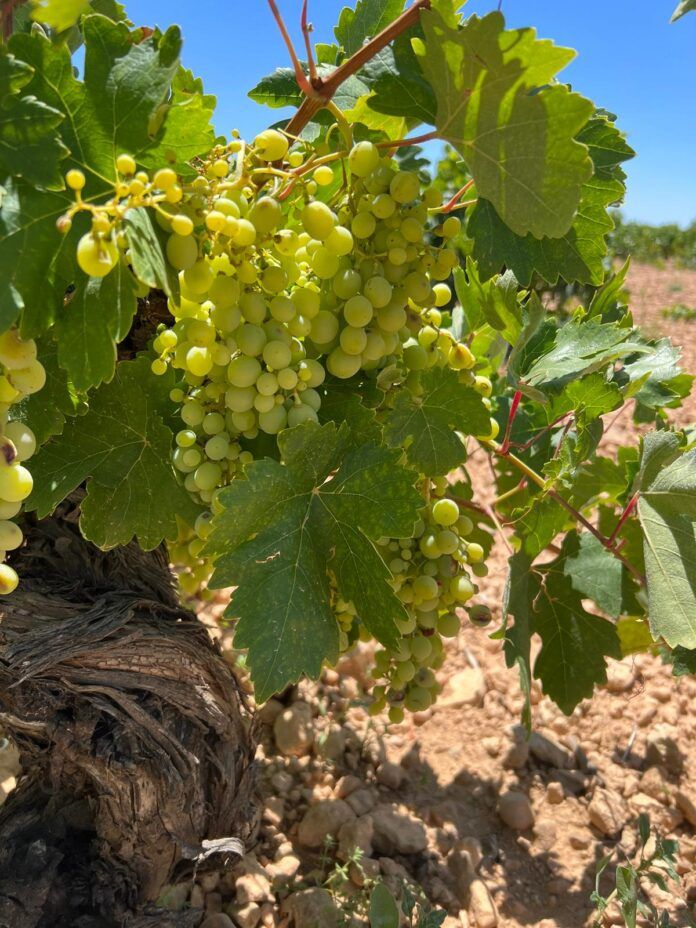 vina vid uva el progreso vino