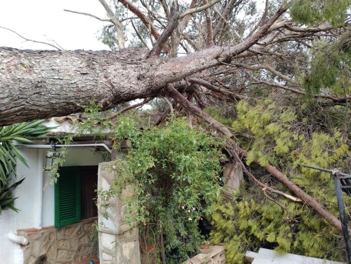 arbol tirado borrasca