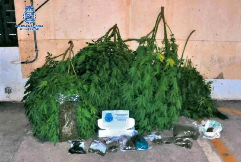 Desmantelada Plantación de Marihuana en Valdepeñas: Un Detenido 1 FOTOS 2