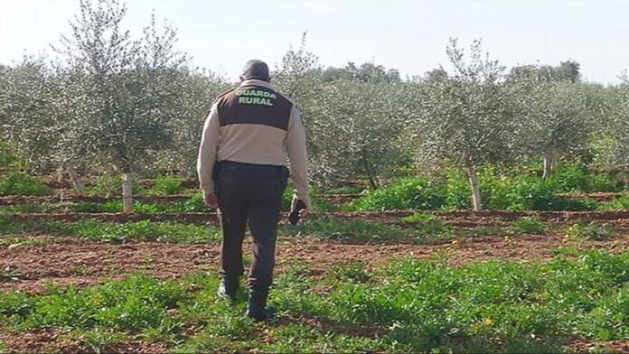 Imagen de uno de los guardas rurales de Malagon en un olivar de la localidad