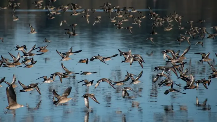 pajaros aves