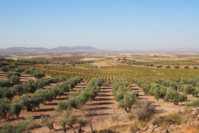 campo manchego sequia agricultura olivos scaled