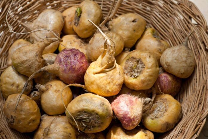 cesta con raices de maca