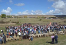 FERIA DE GANADO