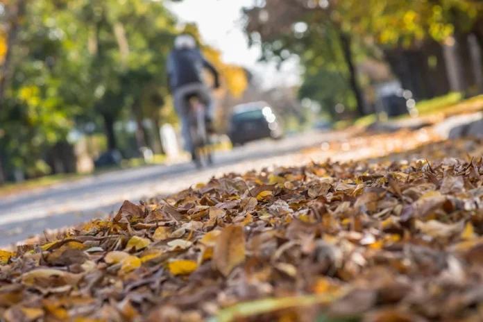 otoño seco hojas