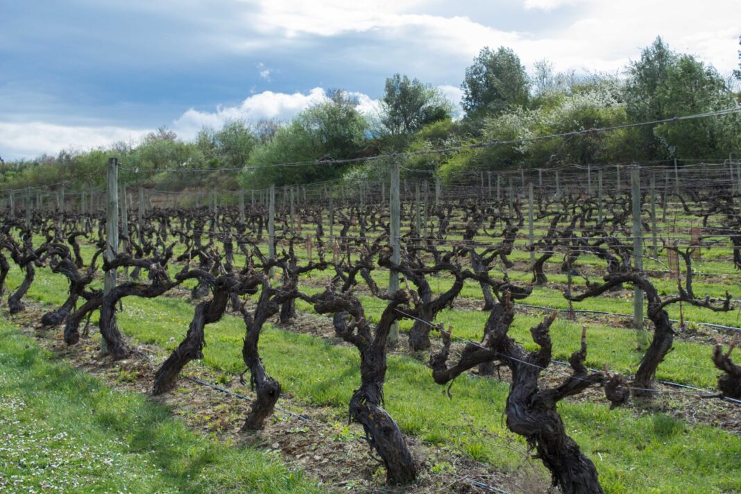 viñedo