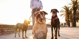Curso obligatorio para tener perro: así será la nueva exigencia de la Ley de Bienestar Animal Añadir un título (1)