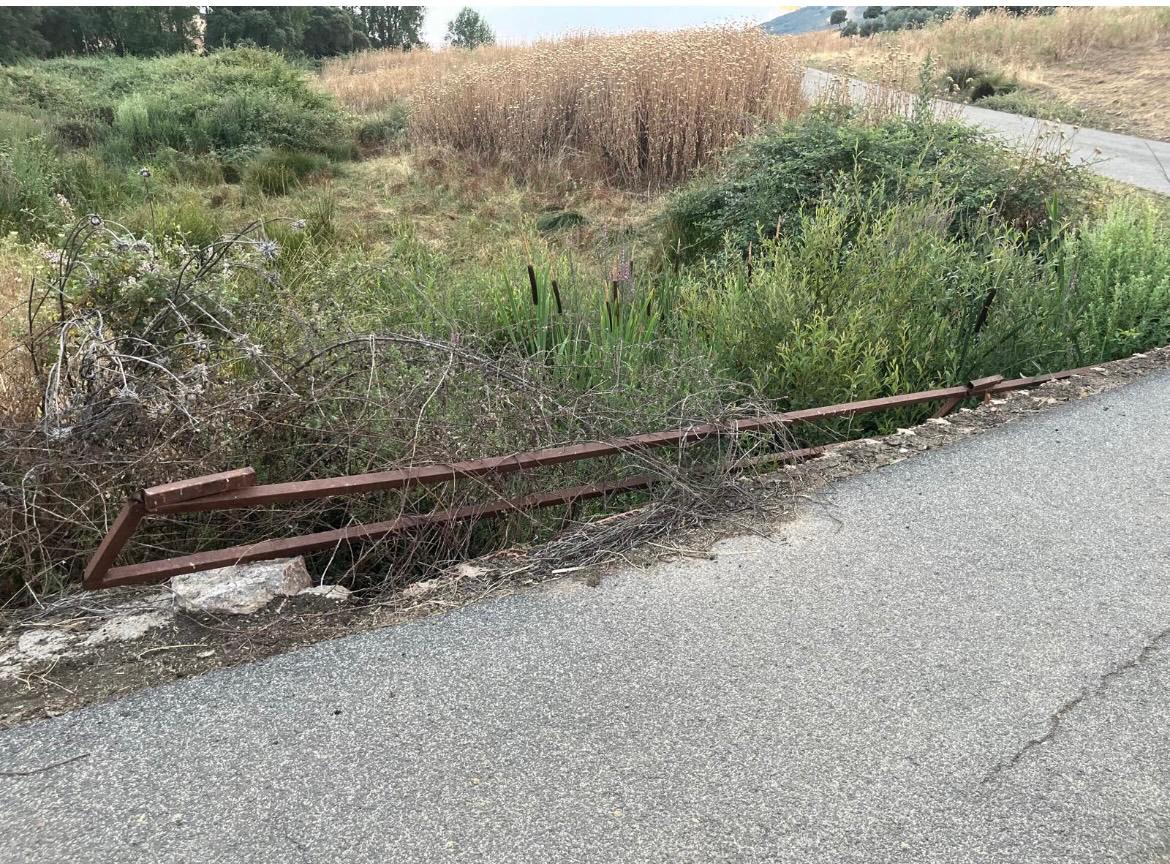 alcornocal Piedrabuena 4