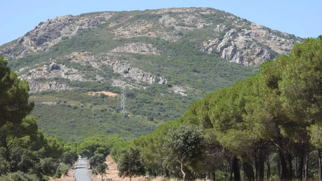 pinos1 1
