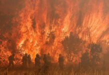 incendio forestal zamora